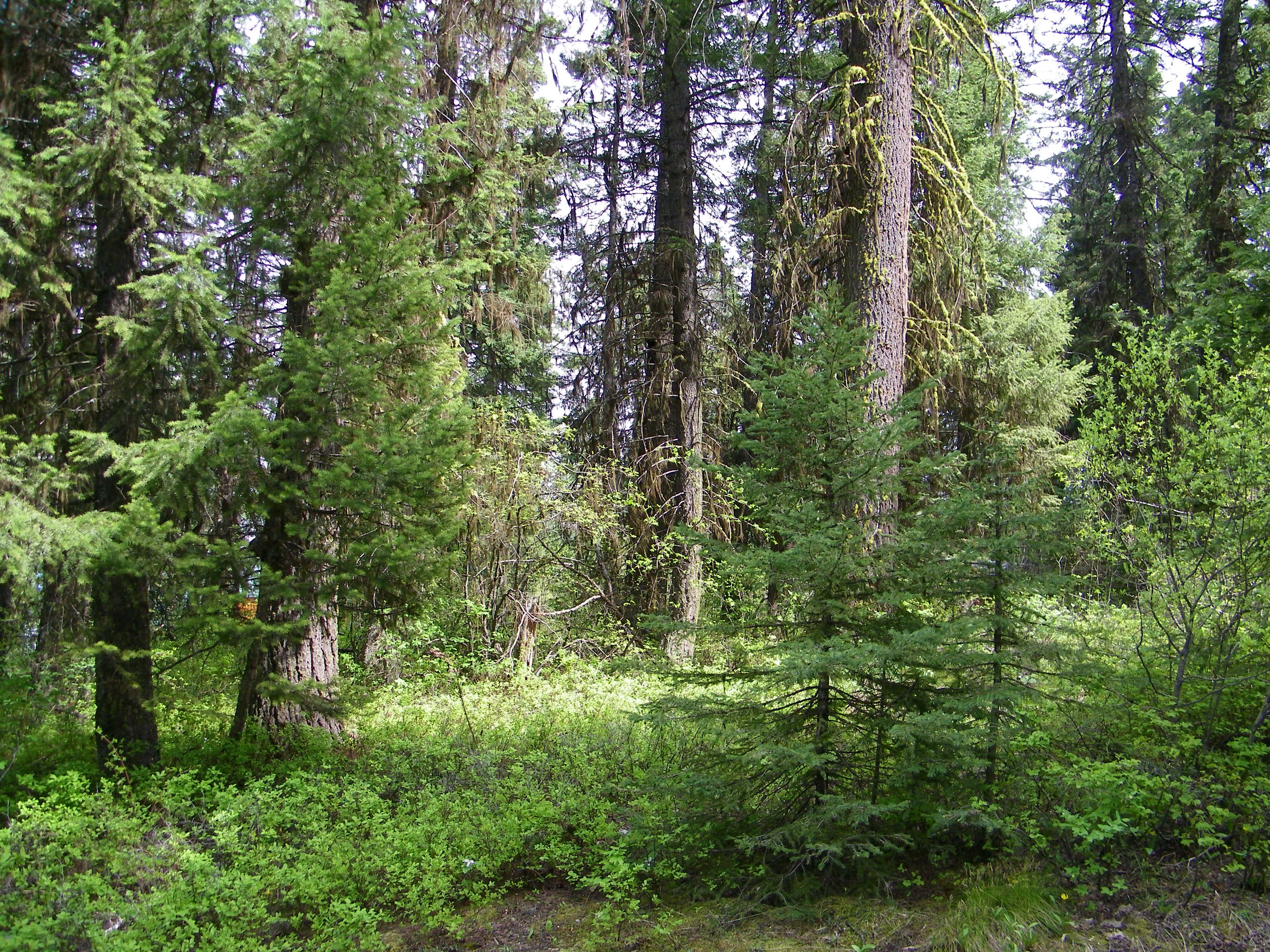 Cascade Lake Realty Bare Land Under An Acre